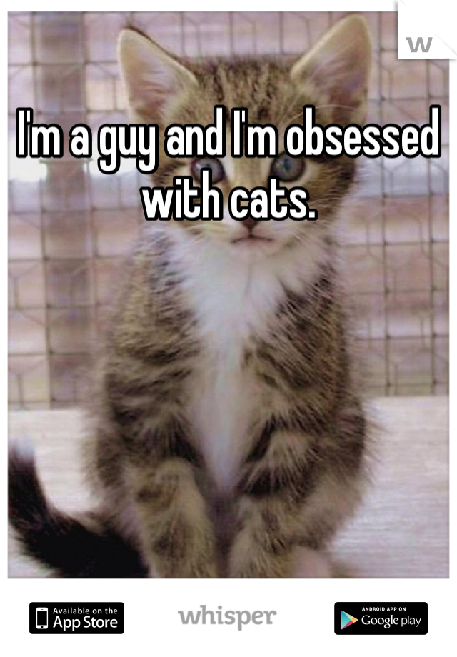 I'm a guy and I'm obsessed with cats.
