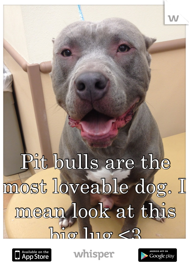 Pit bulls are the most loveable dog. I mean look at this big lug <3 