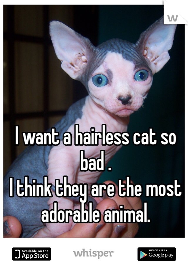 I want a hairless cat so bad .
I think they are the most adorable animal. 
