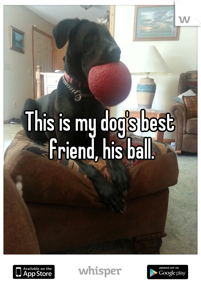 This is my dog's best friend, his ball.