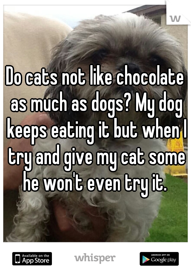 Do cats not like chocolate as much as dogs? My dog keeps eating it but when I try and give my cat some he won't even try it. 