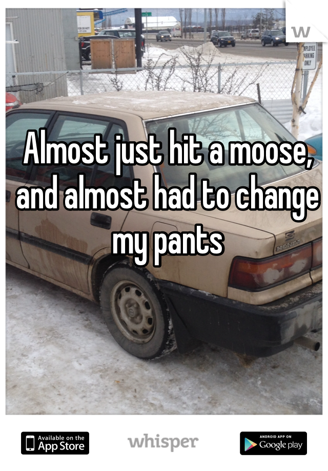 Almost just hit a moose, and almost had to change my pants