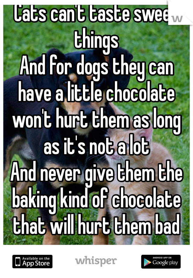Cats can't taste sweet things
And for dogs they can have a little chocolate won't hurt them as long as it's not a lot 
And never give them the baking kind of chocolate that will hurt them bad