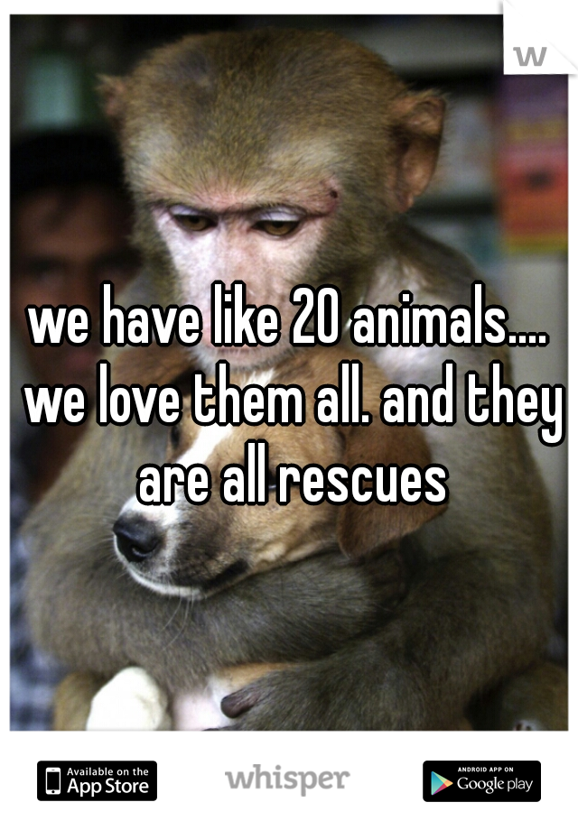 we have like 20 animals.... we love them all. and they are all rescues