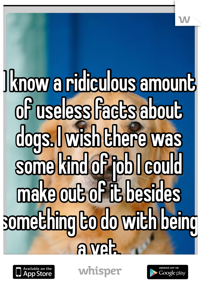 I know a ridiculous amount of useless facts about dogs. I wish there was some kind of job I could make out of it besides something to do with being a vet.   