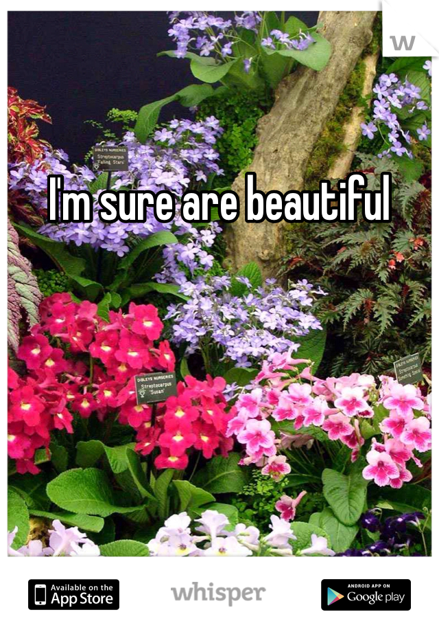 I'm sure are beautiful 