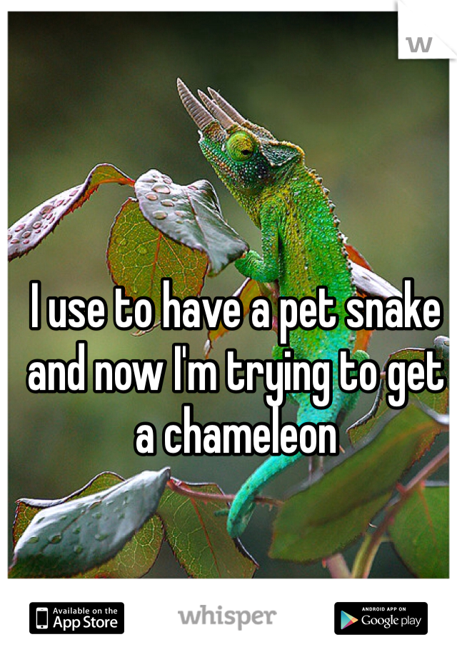 I use to have a pet snake and now I'm trying to get a chameleon 