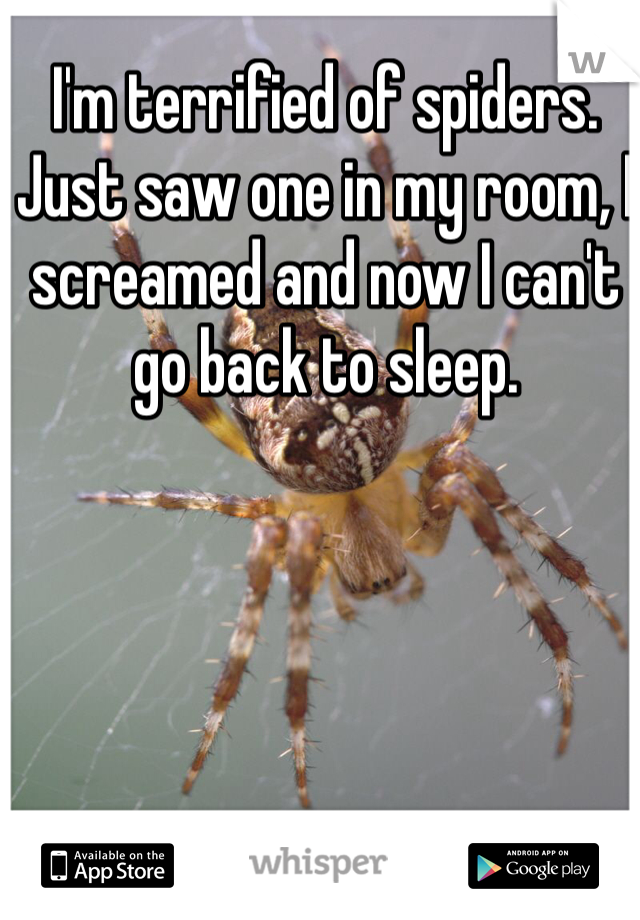 I'm terrified of spiders.  Just saw one in my room, I screamed and now I can't go back to sleep.  