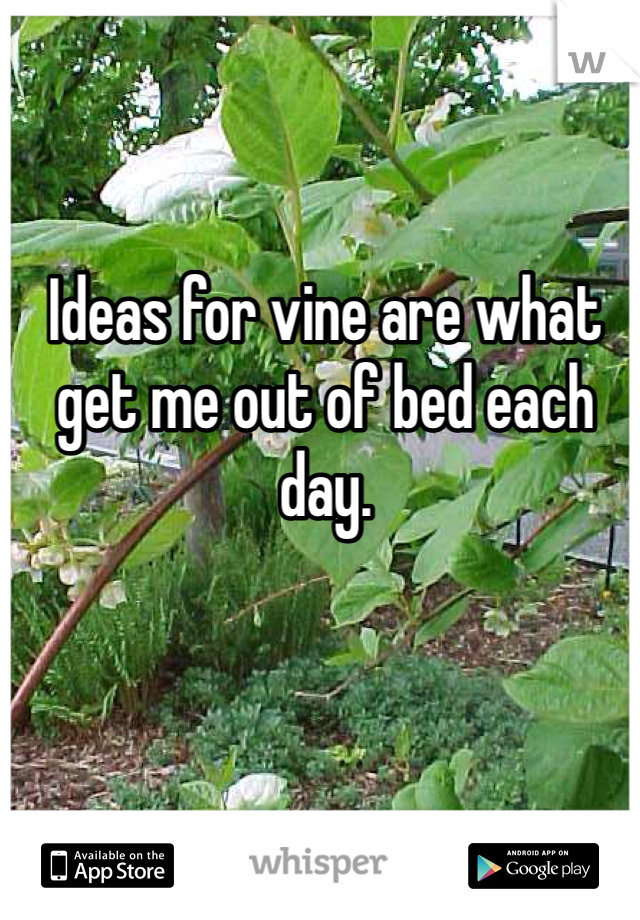 Ideas for vine are what get me out of bed each day. 