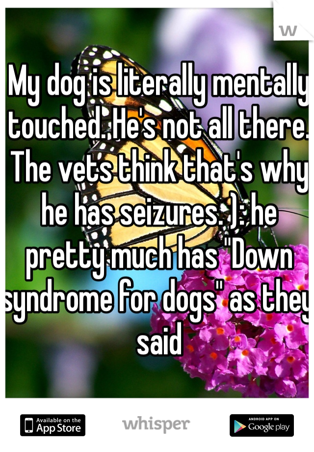 My dog is literally mentally touched. He's not all there. The vets think that's why he has seizures. ): he pretty much has "Down syndrome for dogs" as they said 