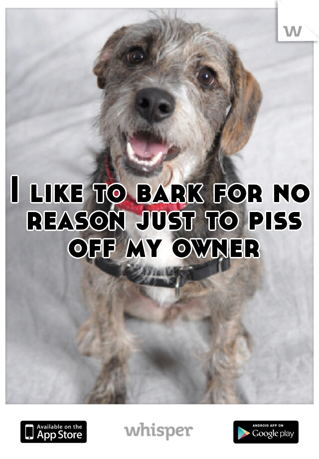 I like to bark for no reason just to piss off my owner