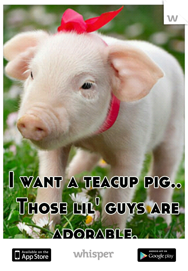 I want a teacup pig.. Those lil' guys are adorable. 