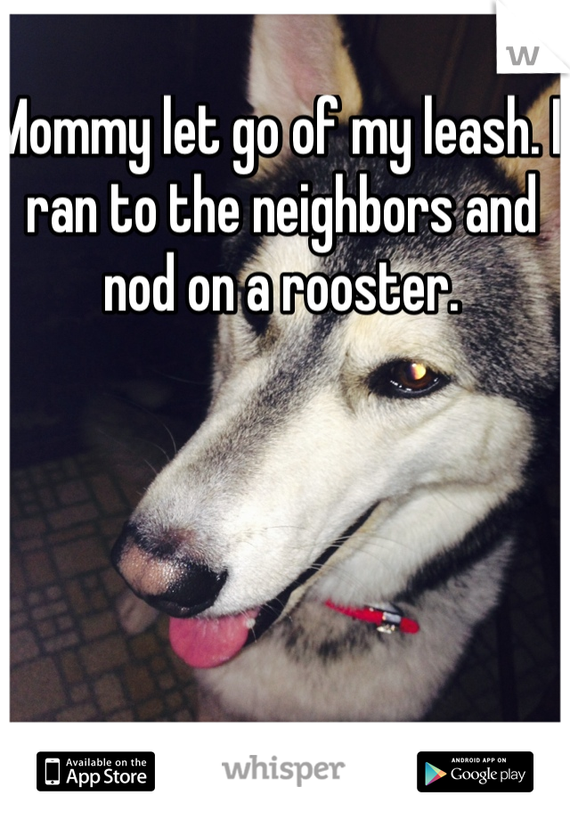 Mommy let go of my leash. I ran to the neighbors and nod on a rooster. 