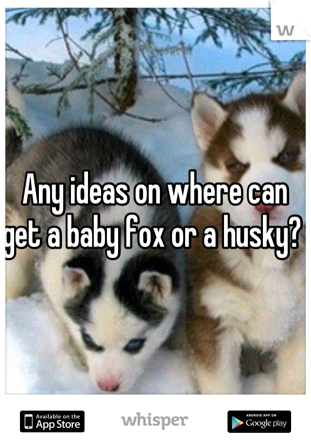 Any ideas on where can get a baby fox or a husky? 