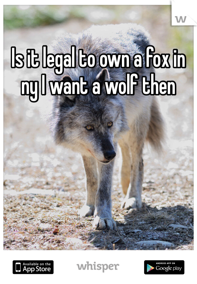 Is it legal to own a fox in ny I want a wolf then 