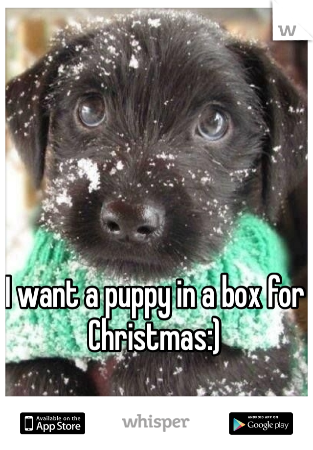 I want a puppy in a box for Christmas:)