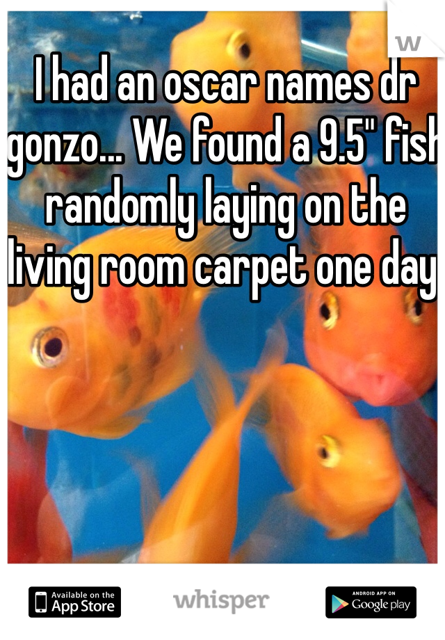 I had an oscar names dr gonzo... We found a 9.5" fish randomly laying on the living room carpet one day. 