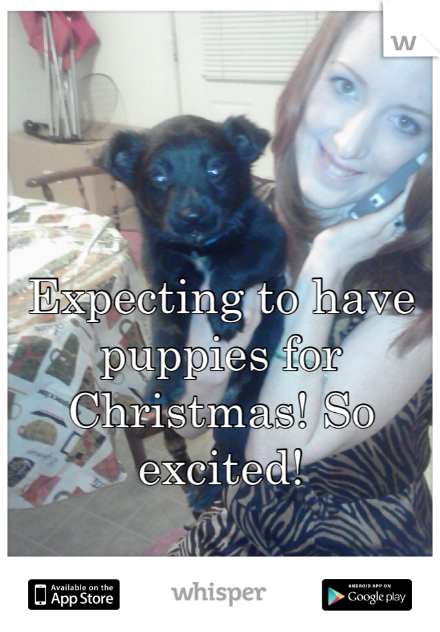 Expecting to have puppies for Christmas! So excited! 