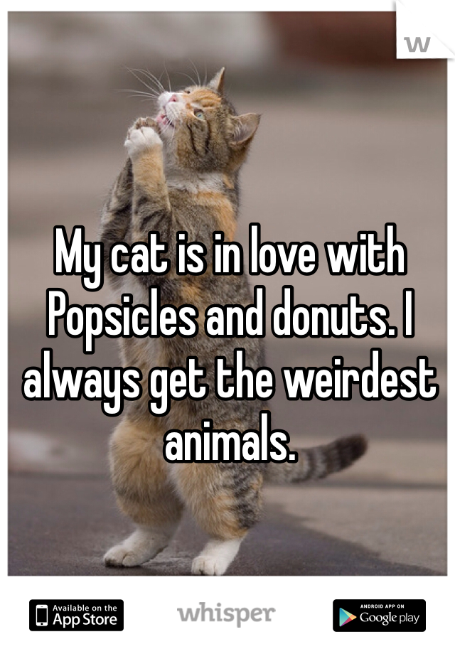 My cat is in love with Popsicles and donuts. I always get the weirdest animals. 