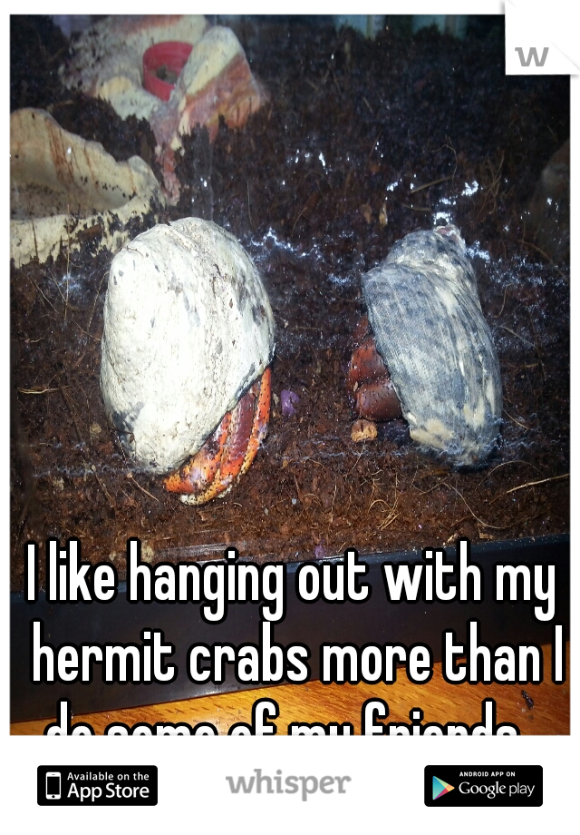 I like hanging out with my hermit crabs more than I do some of my friends...