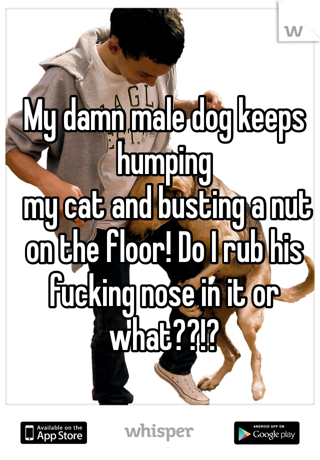 My damn male dog keeps humping 
 my cat and busting a nut on the floor! Do I rub his fucking nose in it or what??!? 