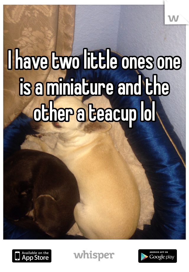I have two little ones one is a miniature and the other a teacup lol