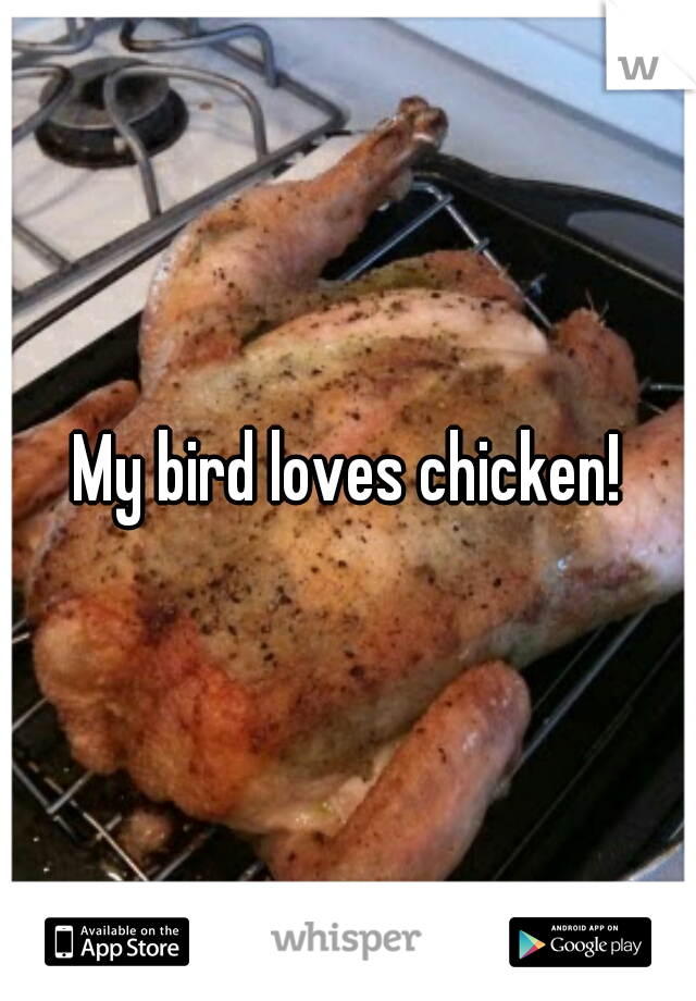 My bird loves chicken!