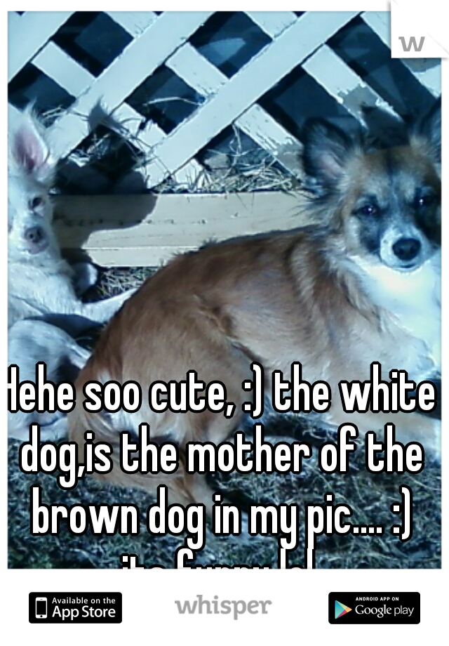 Hehe soo cute, :) the white dog,is the mother of the brown dog in my pic.... :) its funny lol 