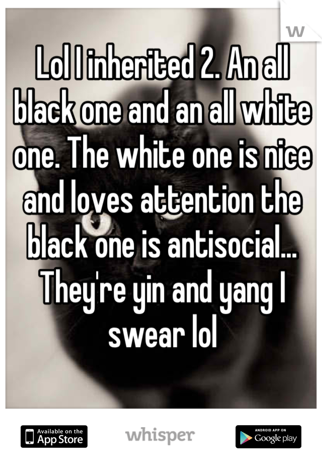 Lol I inherited 2. An all black one and an all white one. The white one is nice and loves attention the black one is antisocial... They're yin and yang I swear lol