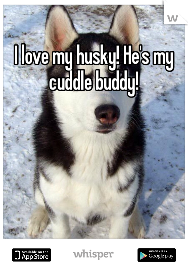 I love my husky! He's my cuddle buddy!