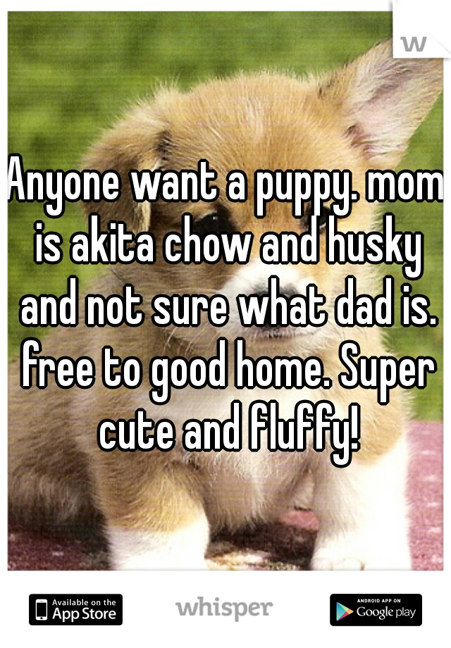 Anyone want a puppy. mom is akita chow and husky and not sure what dad is. free to good home. Super cute and fluffy!