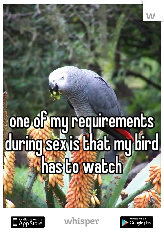one of my requirements during sex is that my bird has to watch