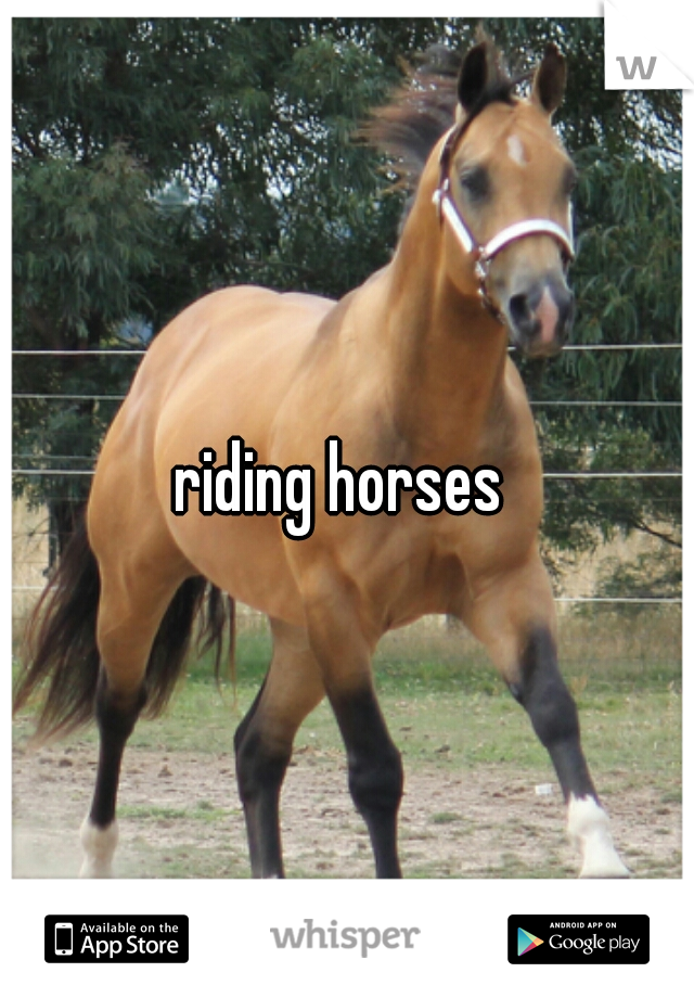 riding horses 