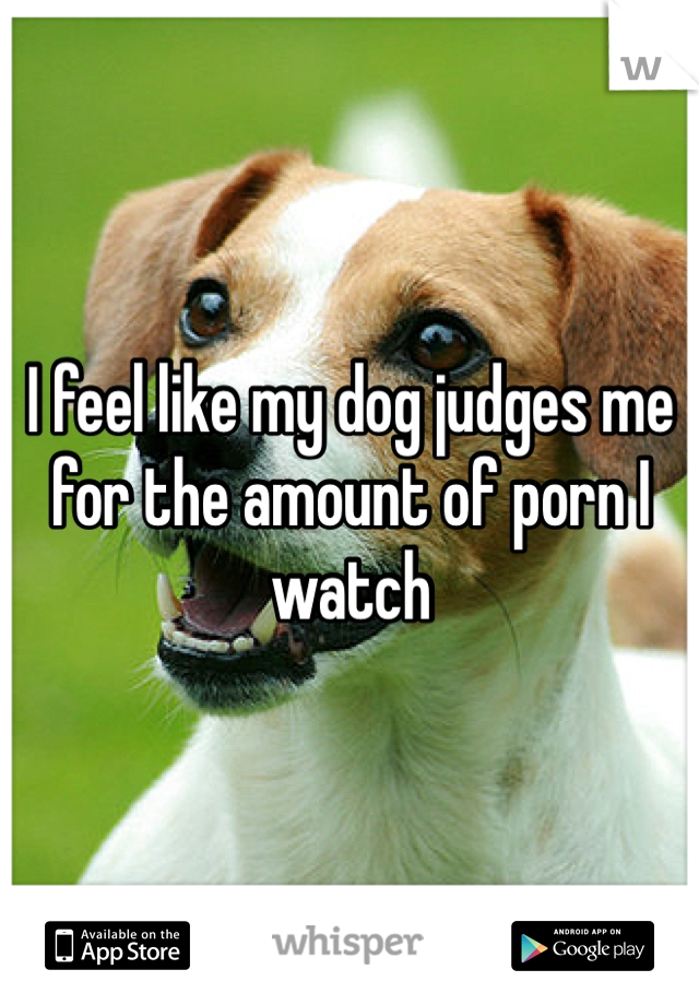 I feel like my dog judges me for the amount of porn I watch