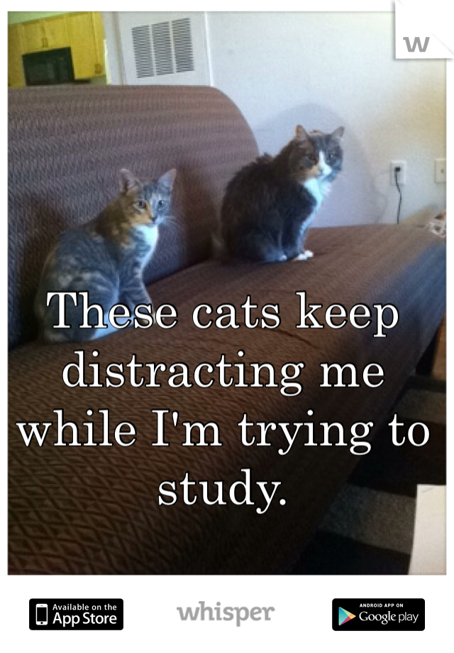 These cats keep distracting me while I'm trying to study. 