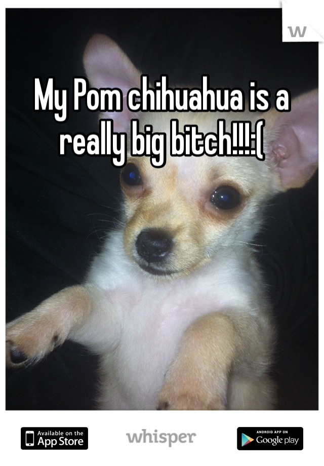 My Pom chihuahua is a really big bitch!!!:(