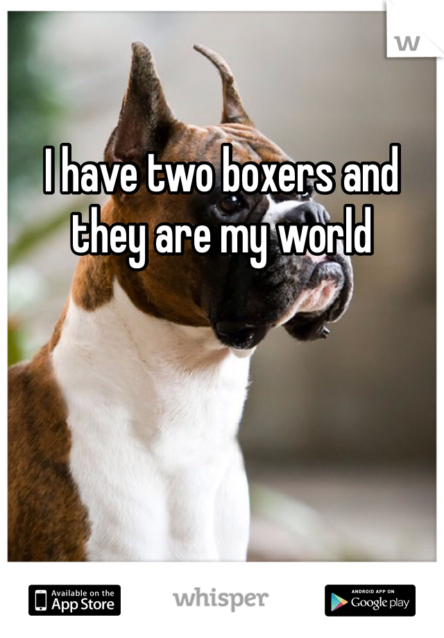 I have two boxers and they are my world