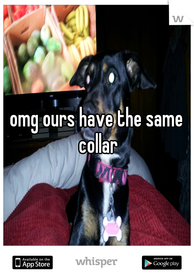 omg ours have the same collar
