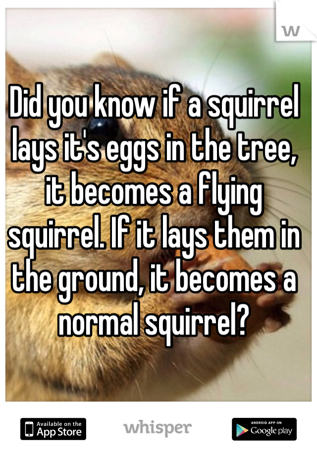 Did you know if a squirrel lays it's eggs in the tree, it becomes a flying squirrel. If it lays them in the ground, it becomes a normal squirrel?