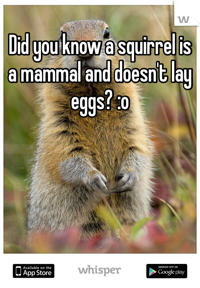 Did you know a squirrel is a mammal and doesn't lay eggs? :o