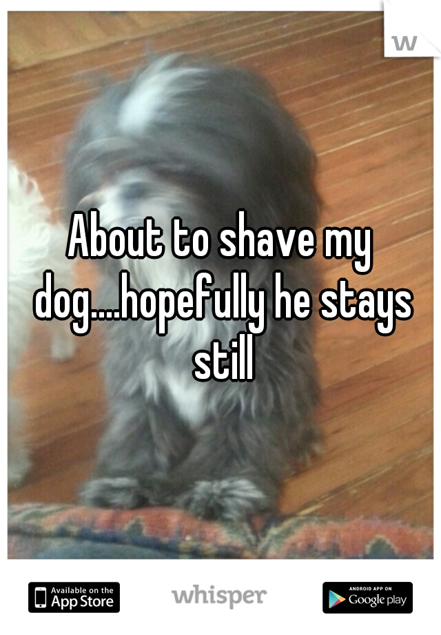 About to shave my dog....hopefully he stays still