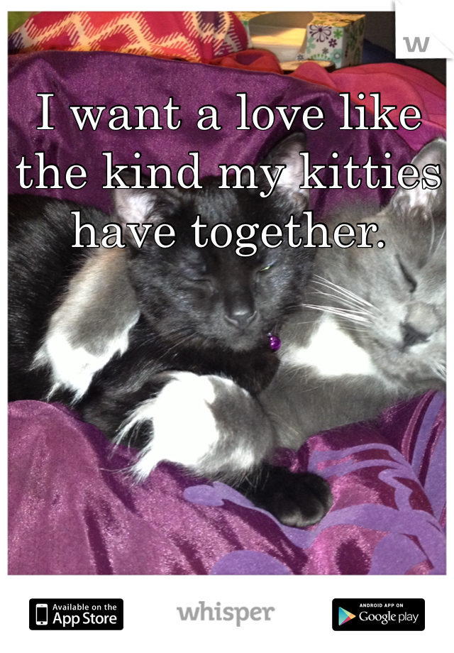 I want a love like the kind my kitties have together. 