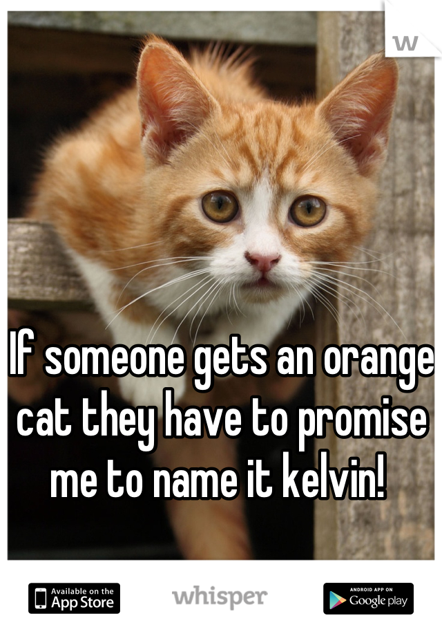 If someone gets an orange cat they have to promise me to name it kelvin! 