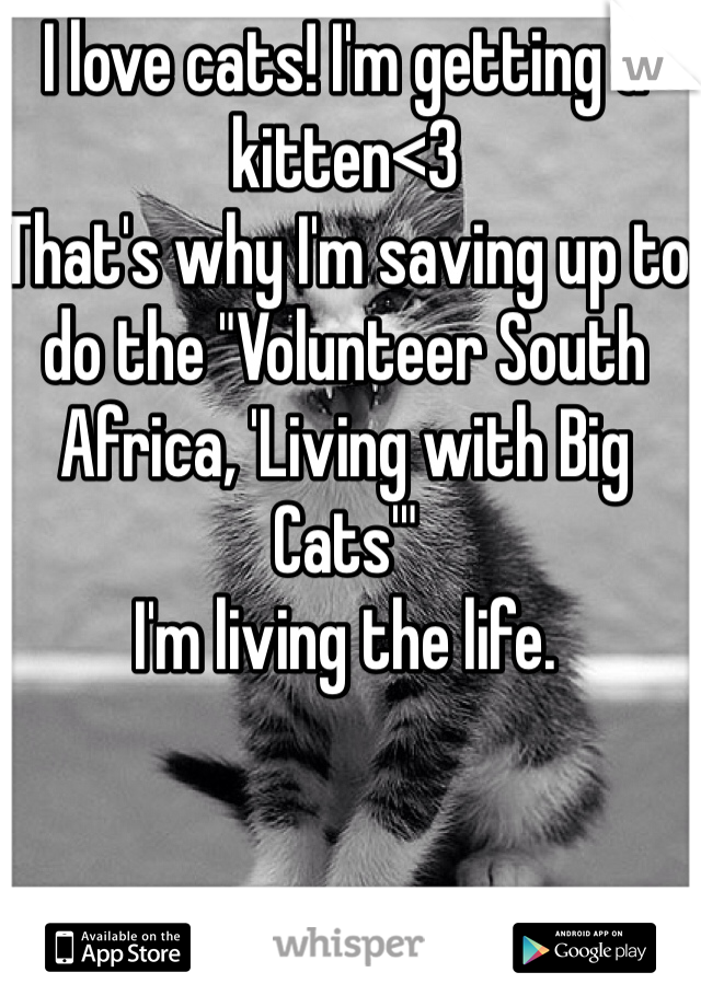 I love cats! I'm getting a kitten<3
That's why I'm saving up to do the "Volunteer South Africa, 'Living with Big Cats'" 
I'm living the life.