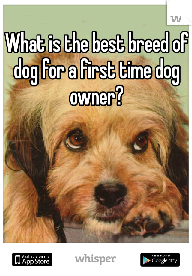 What is the best breed of dog for a first time dog owner? 