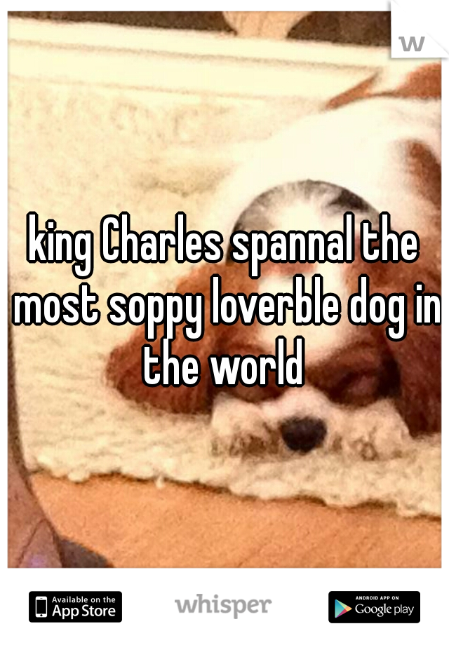 king Charles spannal the most soppy loverble dog in the world 