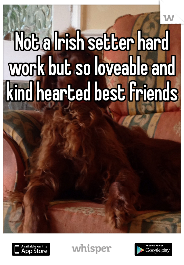 Not a Irish setter hard work but so loveable and kind hearted best friends 