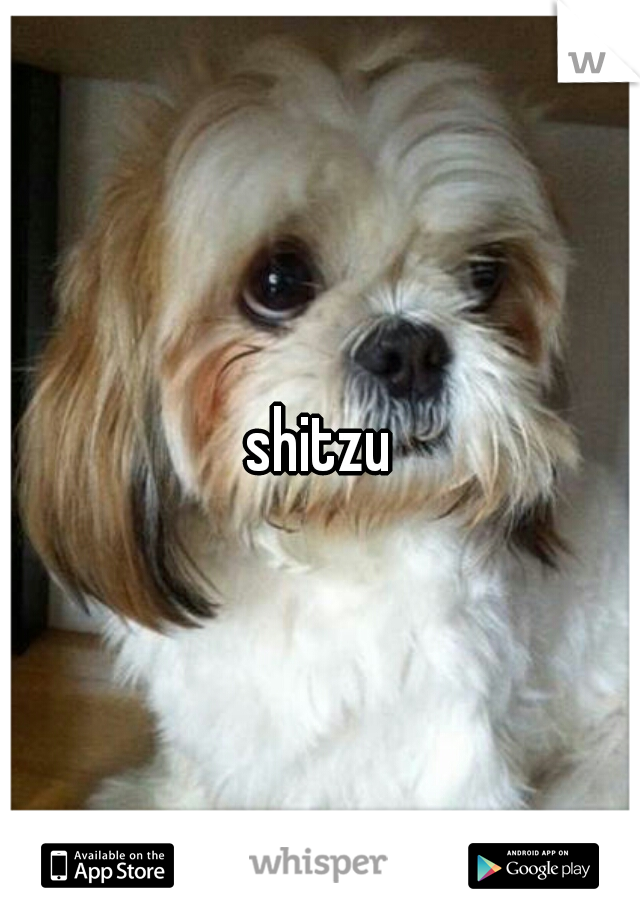 shitzu