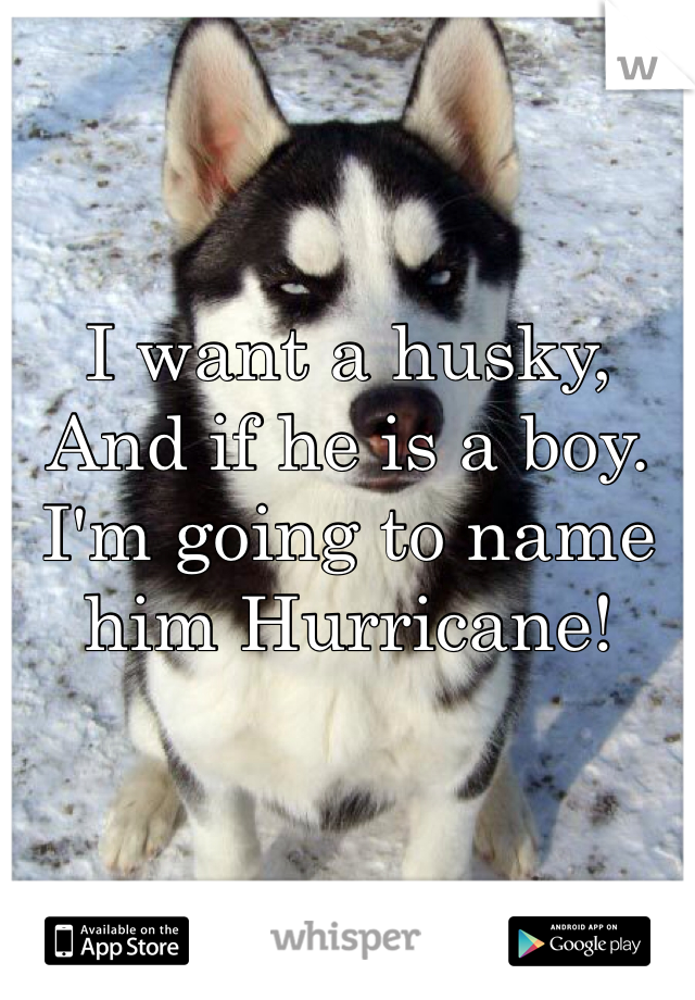 I want a husky,
And if he is a boy.
I'm going to name him Hurricane!
