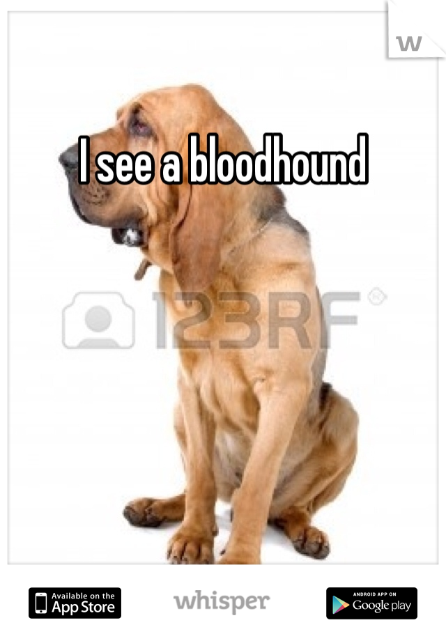 I see a bloodhound 